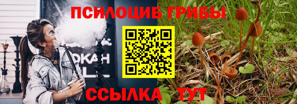 Галлюциногенные грибы Psilocybine cubensis Ковров